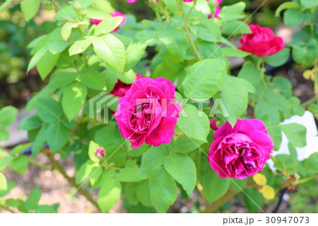 赤紫色のバラ イントゥリーグの花 赤紫色のバラ イントゥリーグの花 30947073