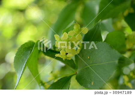 ニシキギ・錦木の花 30947189