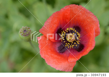 ケシ 芥子の花 赤 ソムニフェルム種の写真素材