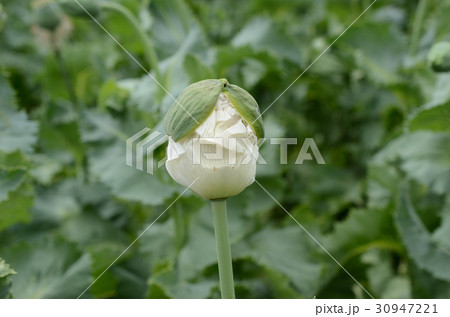 ケシ・芥子の花、白。一貫種開花中 30947221