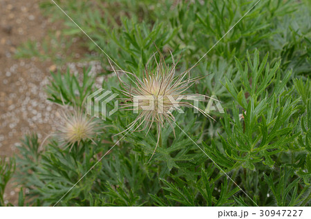 セイヨウオキナグサ・西洋翁草 セイヨウオキナグサ・西洋翁草 30947227