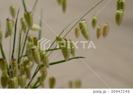 コバンソウ・小判草 コバンソウ・小判草 30947249