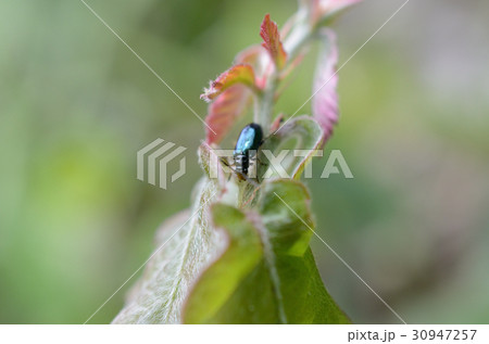 スゲハムシ・菅葉虫 スゲハムシ・菅葉虫 30947257