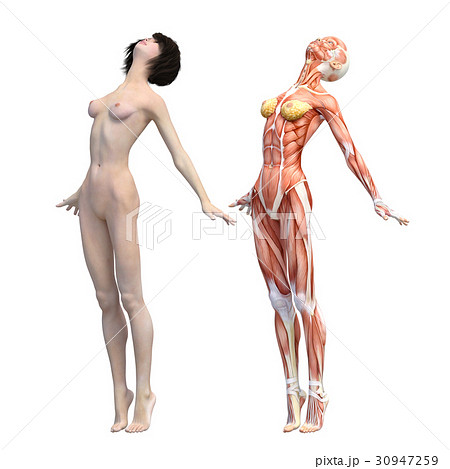 女体解剖写真 女性器の解剖学 :: 酒井形成外科 美容外科