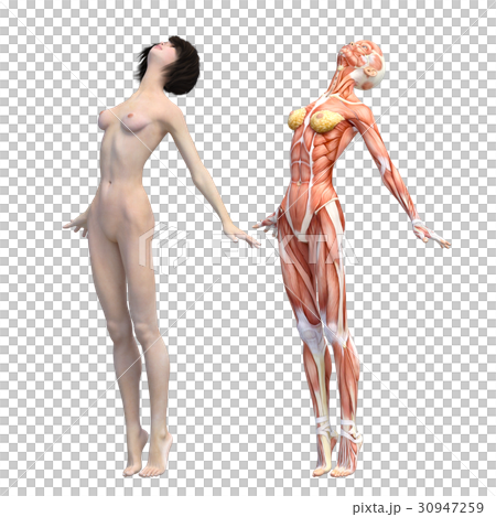 女性 解剖 筋肉 3DCG イラスト素材 女性 解剖 筋肉 3DCG イラスト素材 30947259