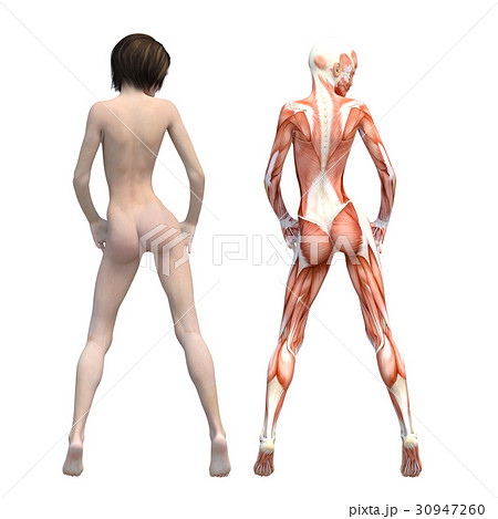 女性　解剖　筋肉　３DCG　イラスト素材 30947260