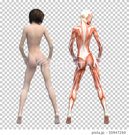 女性　解剖　筋肉　３DCG　イラスト素材 30947260