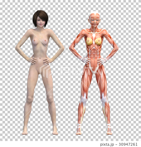 女性解剖肌肉3DCG例證材料 30947261