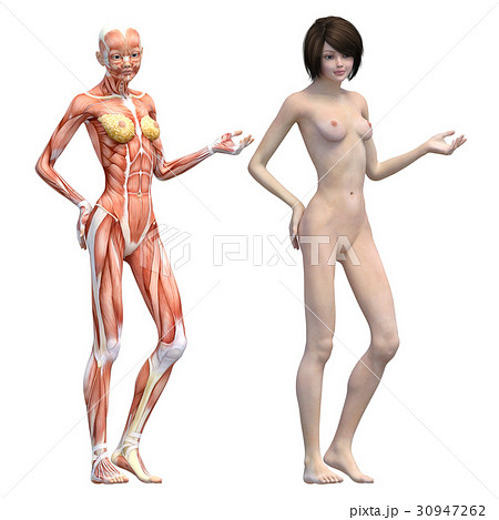 女性 解剖 筋肉 ３dcg イラスト素材のイラスト素材 30947262 Pixta