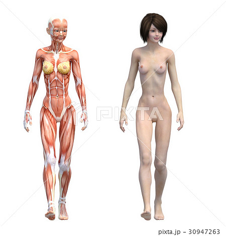 女性 解剖 筋肉 3DCG イラスト素材 女性 解剖 筋肉 3DCG イラスト素材 30947263