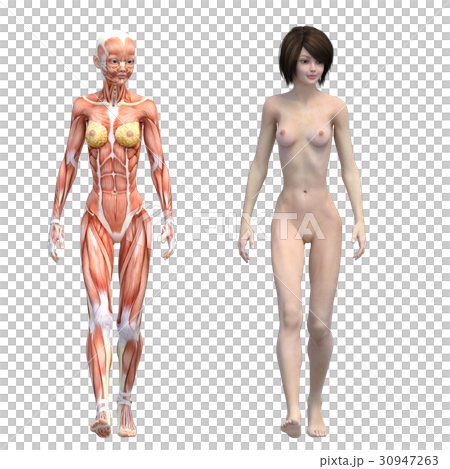 女性 解剖 筋肉 3DCG イラスト素材 女性 解剖 筋肉 3DCG イラスト素材 30947263