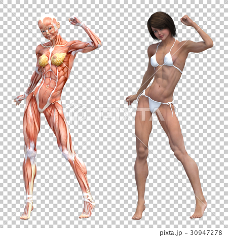 女性 解剖 筋肉 マッチョ ３dcg イラスト素材のイラスト素材