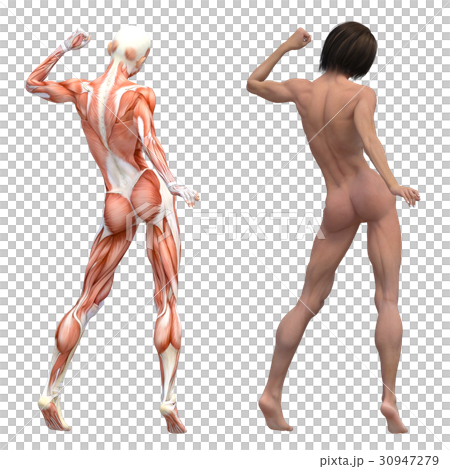 女性　解剖　筋肉　マッチョ　３DCG　イラスト素材 30947279
