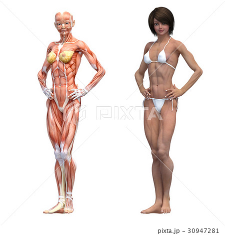 女性 解剖 筋肉 マッチョ ３dcg イラスト素材のイラスト素材