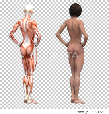 Female dissection muscle macho 3DCG illustration material 30947282