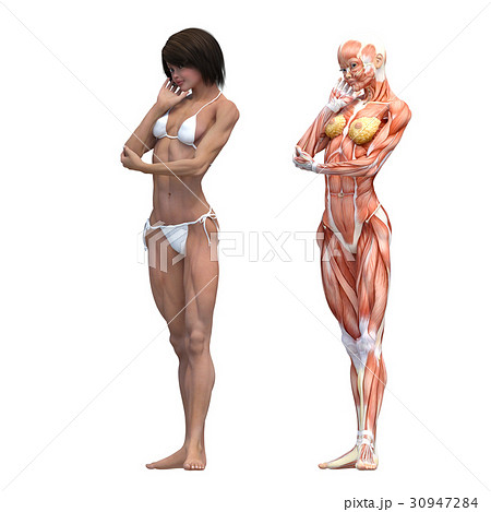 女性 解剖 筋肉 マッチョ ３dcg イラスト素材のイラスト素材 30947284 Pixta