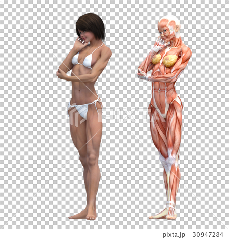 Female dissection muscle macho 3DCG illustration material 30947284