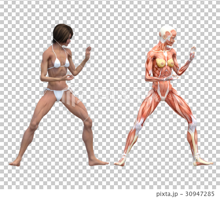 Female dissection muscle macho 3DCG illustration material 30947285