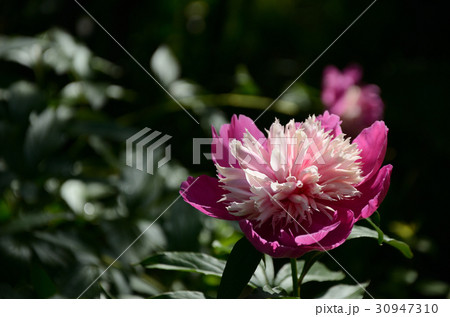 シャクヤク・芍薬 シャクヤク・芍薬 30947310