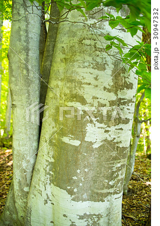 ぶな　新緑 30947332