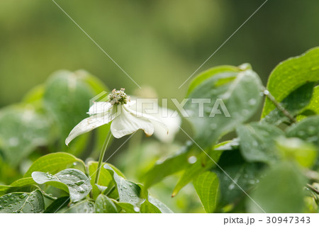 ヤマボウシの花 30947343