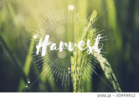 Alternative Farming Sustainable Nature Concept 30949912