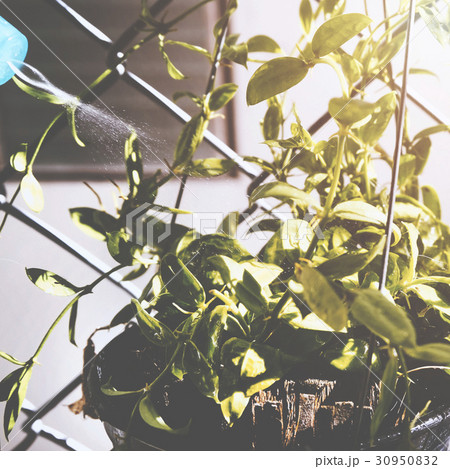 Morning sunny day watering houseplant at home 30950832