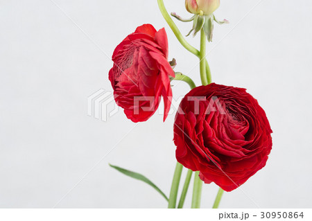 The flowers 009 30950864