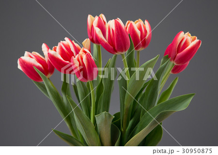 The flowers 089 The flowers 089 30950875