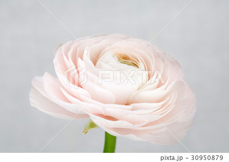 The flowers 016 30950879