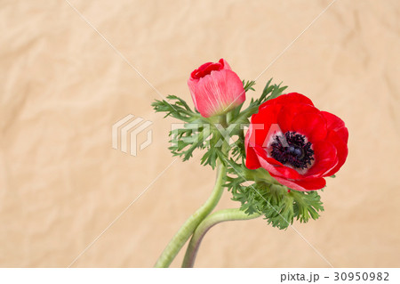 The flowers 012 The flowers 012 30950982