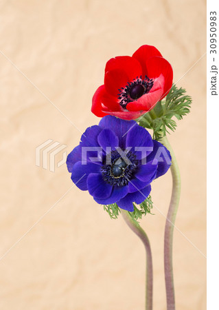 The flowers 013 30950983