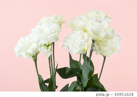 The flowers 032 The flowers 032 30951028