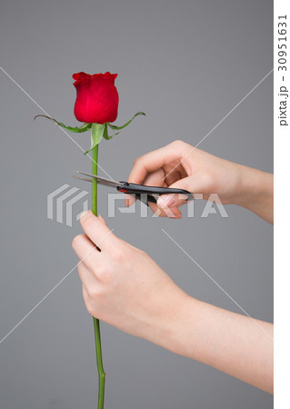 The flowers 227 The flowers 227 30951631