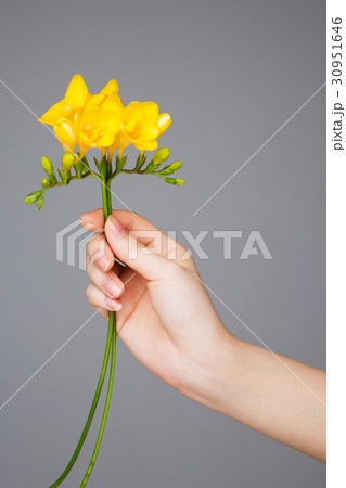 The flowers 238 The flowers 238 30951646