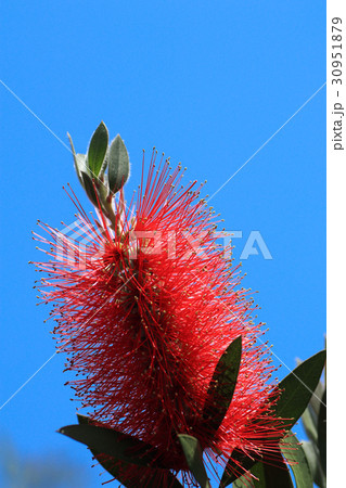 ブラシノキ（縦） 30951879