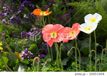 Spring 013 Spring 013 30951908