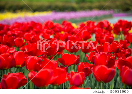 Spring 001 Spring 001 30951909