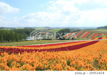 美瑛町 四季彩の丘 展望花畑 美瑛町 四季彩の丘 展望花畑 30952828