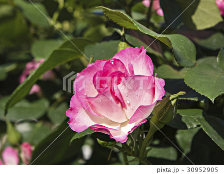 ピンク色系のバラの花のイメージ写真 30952905