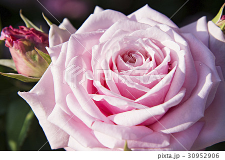 ピンク色系のバラの花のイメージ写真 30952906