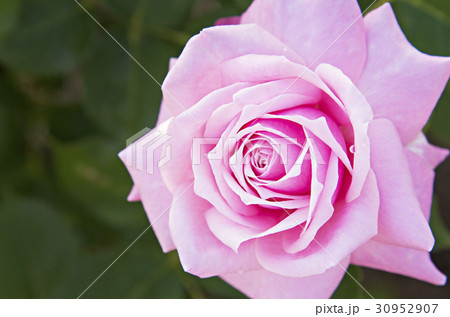 ピンク色系のバラの花のイメージ写真 30952907