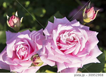 ピンク色系のバラの花のイメージ写真 30952908