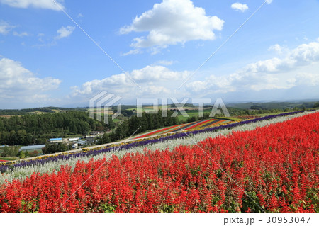 美瑛町　四季彩の丘　展望花畑 30953047