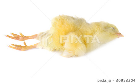 die chick on white background 30953204