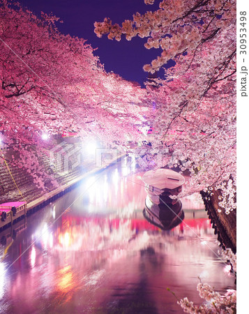 4月岐阜 大垣船町川湊 夜桜 ライトアップ 30953498