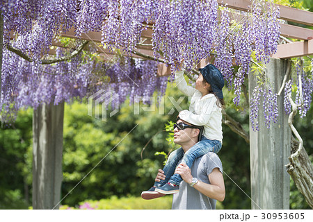 肩車をして藤の花を見る親子 肩車をして藤の花を見る親子 30953605