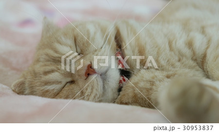 眠る猫 30953837