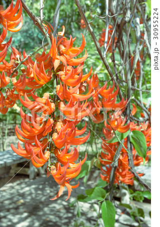 Mucuna bennettii or Red Jade Vine 30955224