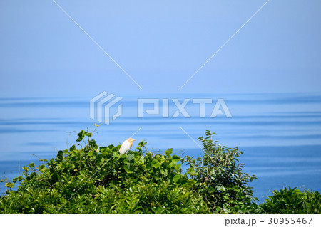 アマサギ 30955467